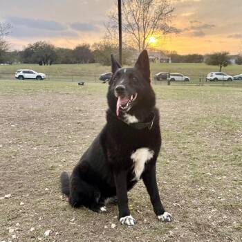 STELLA -  Australian Kelpie and Border Collie Dog for Adoption in Kyle, Texas - STELLA | PetCurious