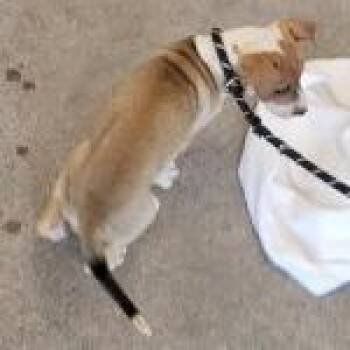 Cookie Dough -  Mixed Breed Dog for Adoption in Las Cruces, New Mexico - Cookie Dough | PetCurious