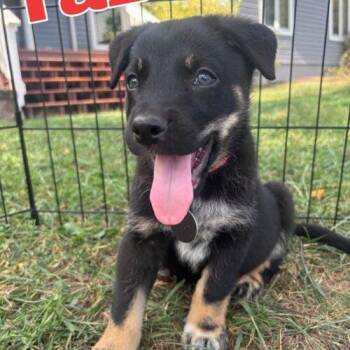 Taz -  German Shepherd Dog and Boxer Dog for Adoption in Christiansburg, Virginia - Taz | PetCurious