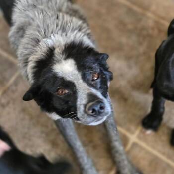 Bluey -  Cattle Dog Dog for Adoption in Moab, Utah - Bluey | PetCurious