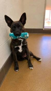 Benny -  Dutch Shepherd Dog for Adoption in Duxbury, Massachusetts - Benny | PetCurious