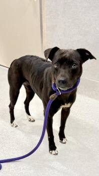 Nala -  American Staffordshire Terrier and Mixed Breed Dog for Adoption in Honolulu, Hawaii - Nala | PetCurious