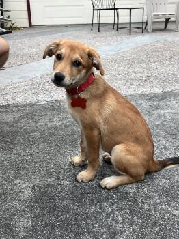 Asia -  Labrador Retriever and Shepherd Dog for Adoption in Sunnyvale, California - Asia | PetCurious