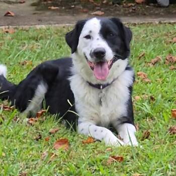 Miss Skipper -  Border Collie Dog for Adoption in Athens, Alabama - Miss Skipper | PetCurious