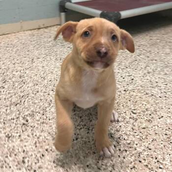 SKY 3510 -  Mixed Breed Dog for Adoption in Loxahatchee Groves, Florida - SKY 3510 | PetCurious