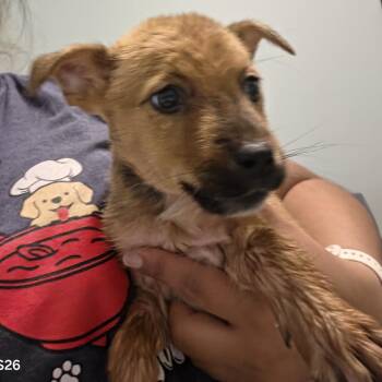 Summer -  Mixed Breed Dog for Adoption in Leander, Texas - Summer | PetCurious