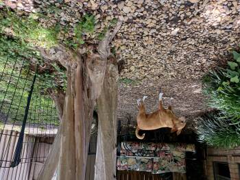 Chiweenie Dogs Available for Adoption - Nelly  | PetCurious