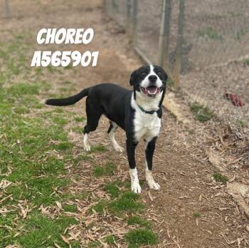 Border Collie and Mixed Breed Dogs Available for Adoption - CHOREO | PetCurious