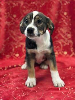 Rescue Shepherd and Mixed Breed Dogs for Adoption in Longview, Texas - Pumpkin Butter | PetCurious