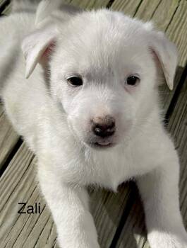 Rescue Australian Shepherd Dogs for Adoption in Huntingtown, Maryland - Zali | PetCurious