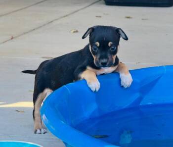 Cletus -  Mixed Breed Dog for Adoption in Penryn, California - Cletus | PetCurious