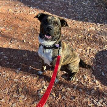 Mixed Breed Dogs Available for Adoption - Smokey | PetCurious