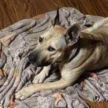 Rescue Pit Bull Terrier Dogs for Adoption in Kempner, Texas - Ronan | PetCurious