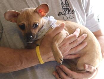 Rescue Dachshund and French Bulldog Dogs for Adoption in Bandera, Texas - Lil Jimmie | PetCurious