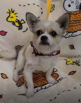 Oliver (AL) -  Shih Tzu and Chihuahua Dog for Adoption in New York, New York - Oliver (AL) | PetCurious