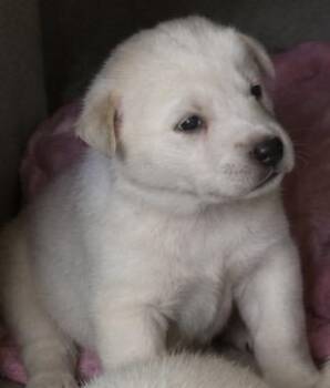 Honey -  Labrador Retriever Dog Available for Adoption in Cerritos, California - Honey | PetCurious