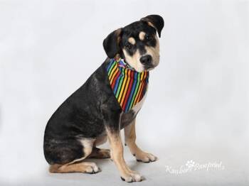 HARVEY -  Beagle and Mixed Breed Dog for Adoption in Omaha, Nebraska - HARVEY | PetCurious