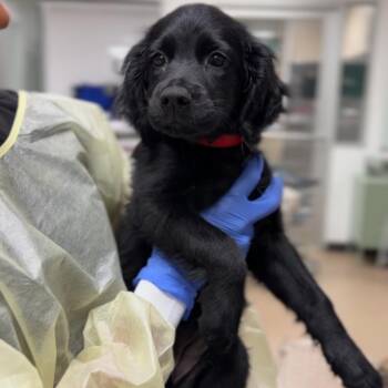 Karla A2296078 -  Cocker Spaniel Dog for Adoption in Los Angeles, California - Karla A2296078 | PetCurious