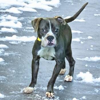 Pit Bull Terrier Dogs Available for Adoption - COSMO | PetCurious