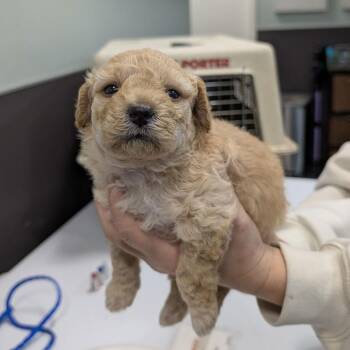 Yorkshire Terrier Dogs Available for Adoption - LATTE | PetCurious