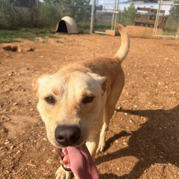 Oakley -  Yellow Labrador Retriever and Hound Dog for Adoption in Melbourne, Arkansas - Oakley | PetCurious