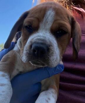 Hound Dogs Available for Adoption in Sterling, Massachusetts - Jack 10 Weeks AVAIL 4/22 | PetCurious