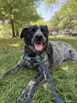 Rescue Cattle Dog Dogs for Adoption in New York, New York - MAGGIE | PetCurious