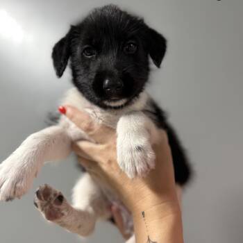 Mixed Breed Dogs Available for Adoption in Myrtle Beach, South Carolina - Georgia  | PetCurious