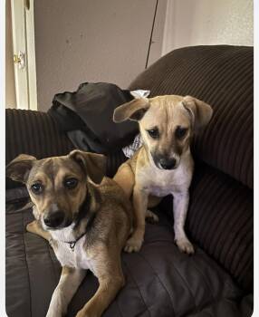 Mixed Breed Dogs Available for Adoption in Paramus, New Jersey - Luna & Zeus | PetCurious