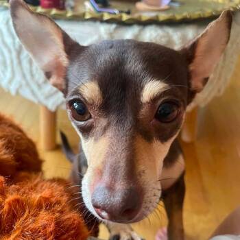 Princess -  Chihuahua Dog for Adoption in Calgary, Alberta - Princess | PetCurious