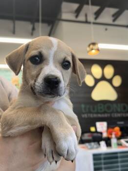Lucy Goose -  Jack Russell Terrier and Beagle Dog for Adoption in Southlake, Texas - Lucy Goose | PetCurious