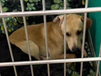 Duke -  Chihuahua Dog for Adoption in Tulare, California - Duke | PetCurious