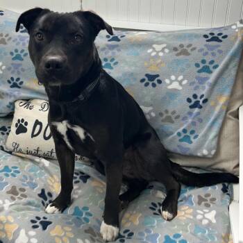 Boxer and Terrier Dogs Available for Adoption in Butler, Kentucky - Chops | PetCurious