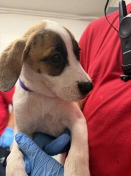 ZINNIA -  Pit Bull Terrier and Mixed Breed Dog for Adoption in San Bernardino, California - ZINNIA | PetCurious