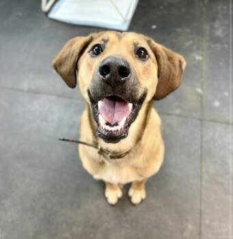 Hound Dogs Available for Adoption - Honey | PetCurious