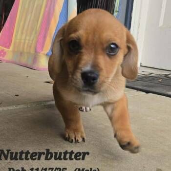 Dachshund and Terrier Dogs Available for Adoption - NutterButter | PetCurious