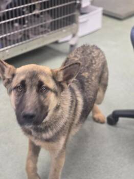 Bear -  German Shepherd Dog and Husky Dog for Adoption in Danielsville, Georgia - Bear | PetCurious