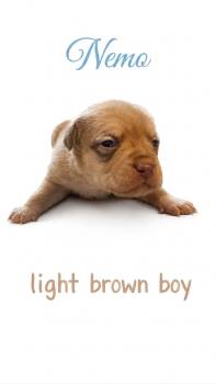 Mixed Breed Dogs Available for Adoption in Holly Springs, North Carolina - Nemo- Nemo Litter | PetCurious