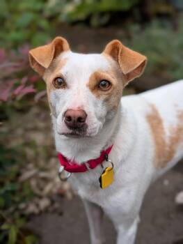 Tansy -  Chihuahua Dog for Adoption in Beavercreek, Oregon - Tansy | PetCurious