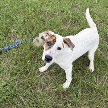 Zeus -  Hound and Bulldog Dog for Adoption in Valdosta, Georgia - Zeus | PetCurious