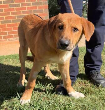 D.O.G. -  Anatolian Shepherd Dog for Adoption in Stillwater, Oklahoma - D.O.G. | PetCurious