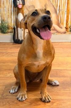 Mixed Breed Dogs Available for Adoption - Clove | PetCurious