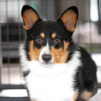 Walter (AG26-12) -  Corgi Dog for Adoption in Peyton, Colorado - Walter (AG26-12) | PetCurious