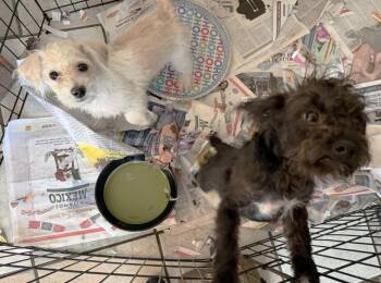 Bull and Dozer -  Terrier Dog for Adoption in Canutillo, Texas - Bull And Dozer | PetCurious
