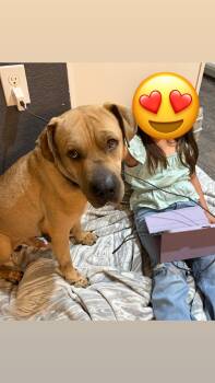 Mastiff and Terrier Dogs Available for Adoption - Tommi  | PetCurious