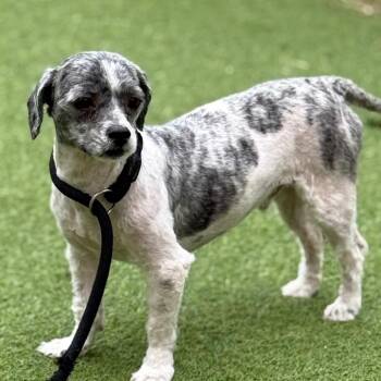 Enzo 5521 -  Shih Tzu Dog for Adoption in Loxahatchee Groves, Florida - Enzo 5521 | PetCurious