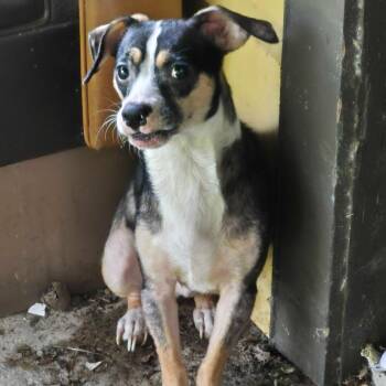 6/29/2026-Stray-EddyDrive -  Mixed Breed Dog for Adoption in Columbus, Georgia - 6/29/2026-Stray-EddyDrive | PetCurious