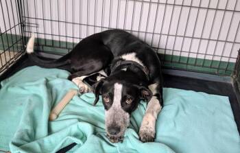 Shy -  Labrador Retriever Dog for Adoption in Maysville, Kentucky - Shy | PetCurious