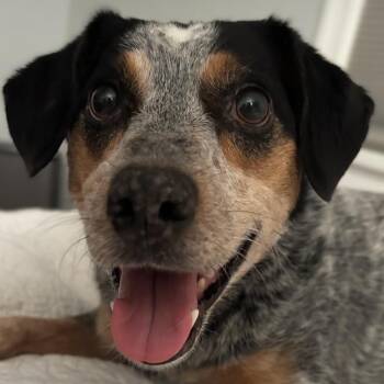 Dolly -  Australian Cattle Dog Blue Heeler Dog for Adoption in Richmond, Virginia - Dolly | PetCurious