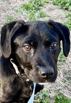 Rescue Black Labrador Retriever Dogs for Adoption in Ladson, South Carolina - Fiona | PetCurious